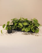 Philodendron Scandens