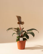 Philodendron Overig
