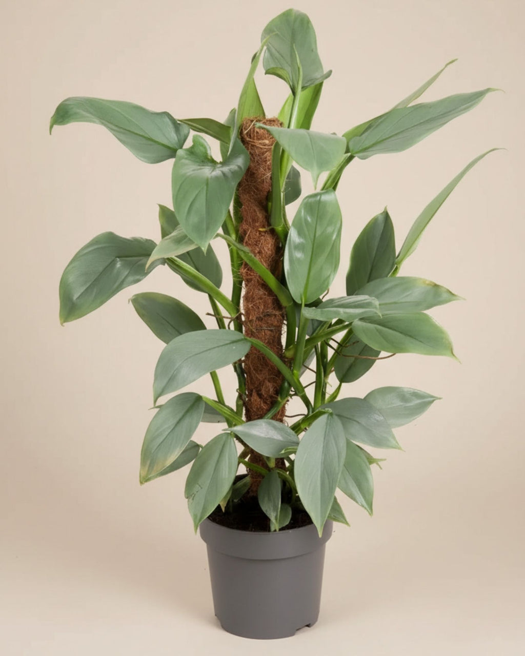 Philodendron Silver Queen