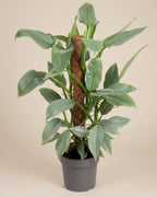 Philodendron Silver Queen