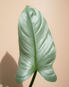 Philodendron Silver Queen