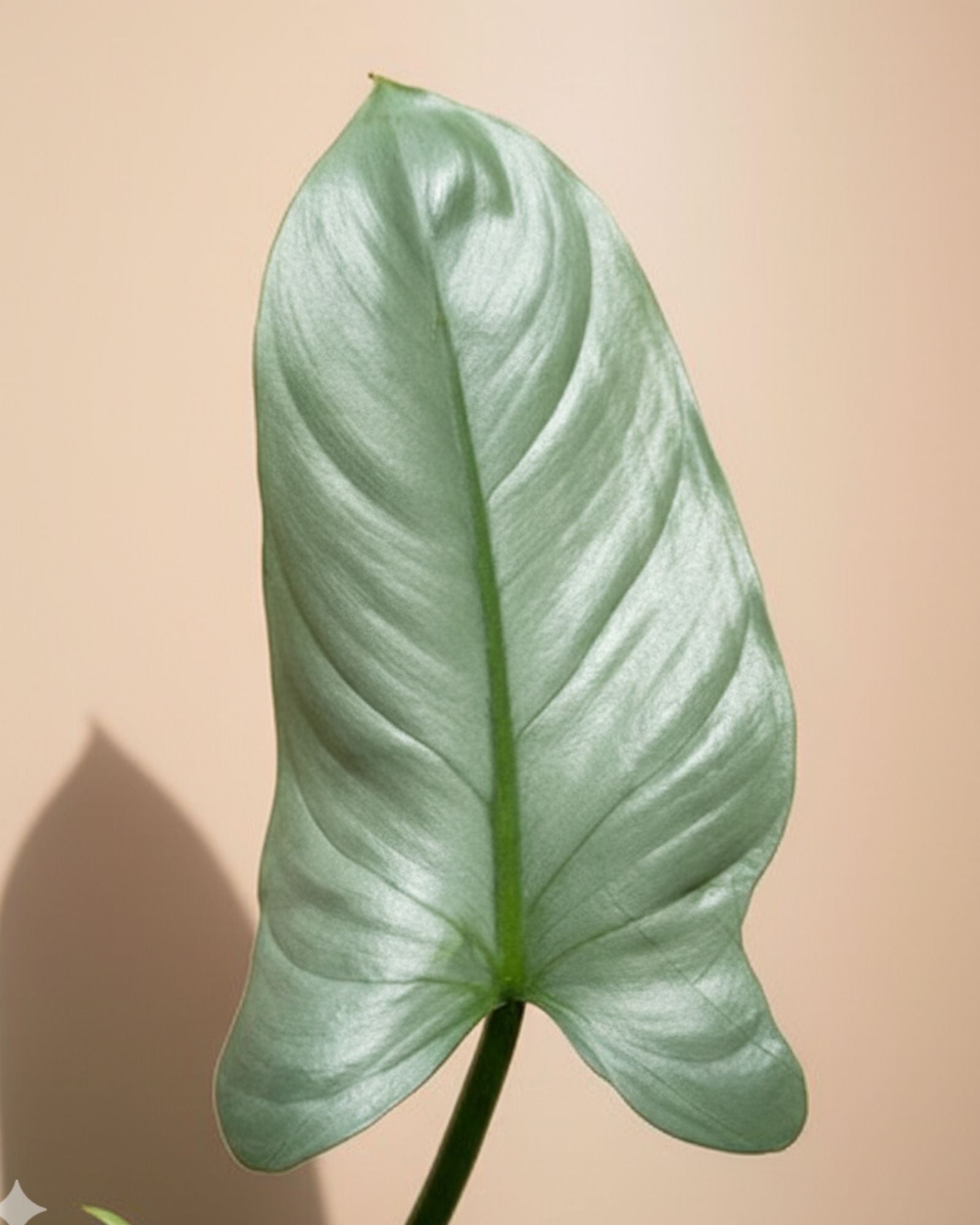 Philodendron Silver Queen