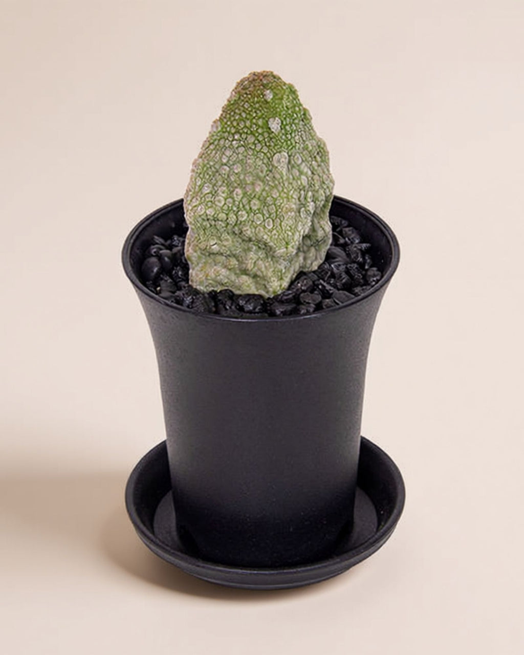 Pseudolithos Migiurtinus Cactus