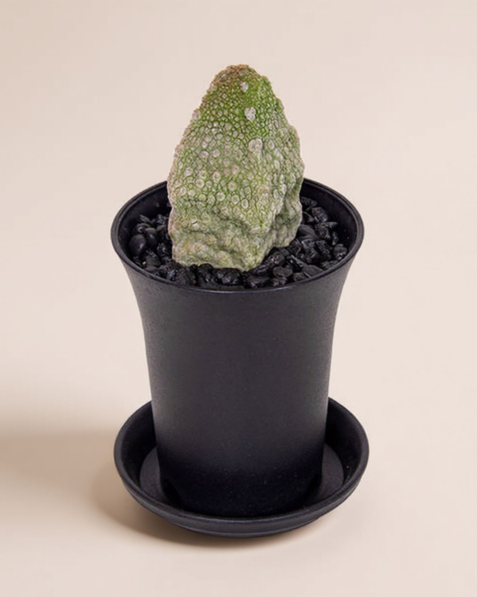 Pseudolithos Migiurtinus Cactus