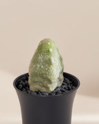 Pseudolithos Migiurtinus Cactus