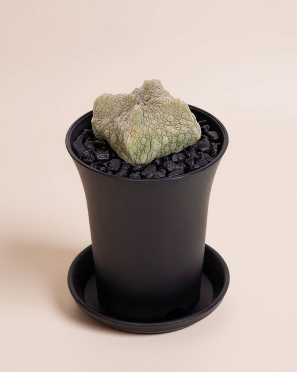 Pseudolithos Migiurtinus Nano Cactus