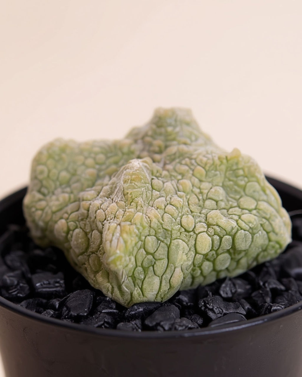 Pseudolithos Migiurtinus Nano Cactus