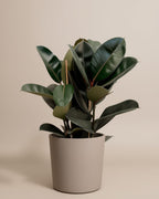 Ficus Rubber Plant 1br Small