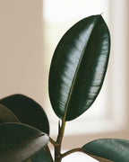 Ficus Rubber Plant 1br Small