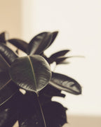 Ficus Rubber Plant 1br Small