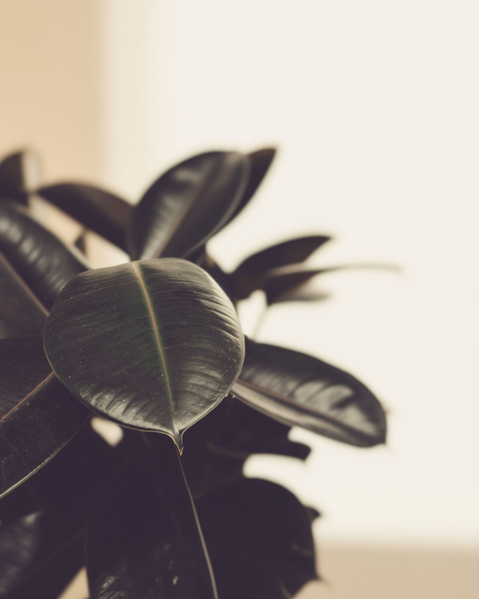 Ficus Rubber Plant 1br Small