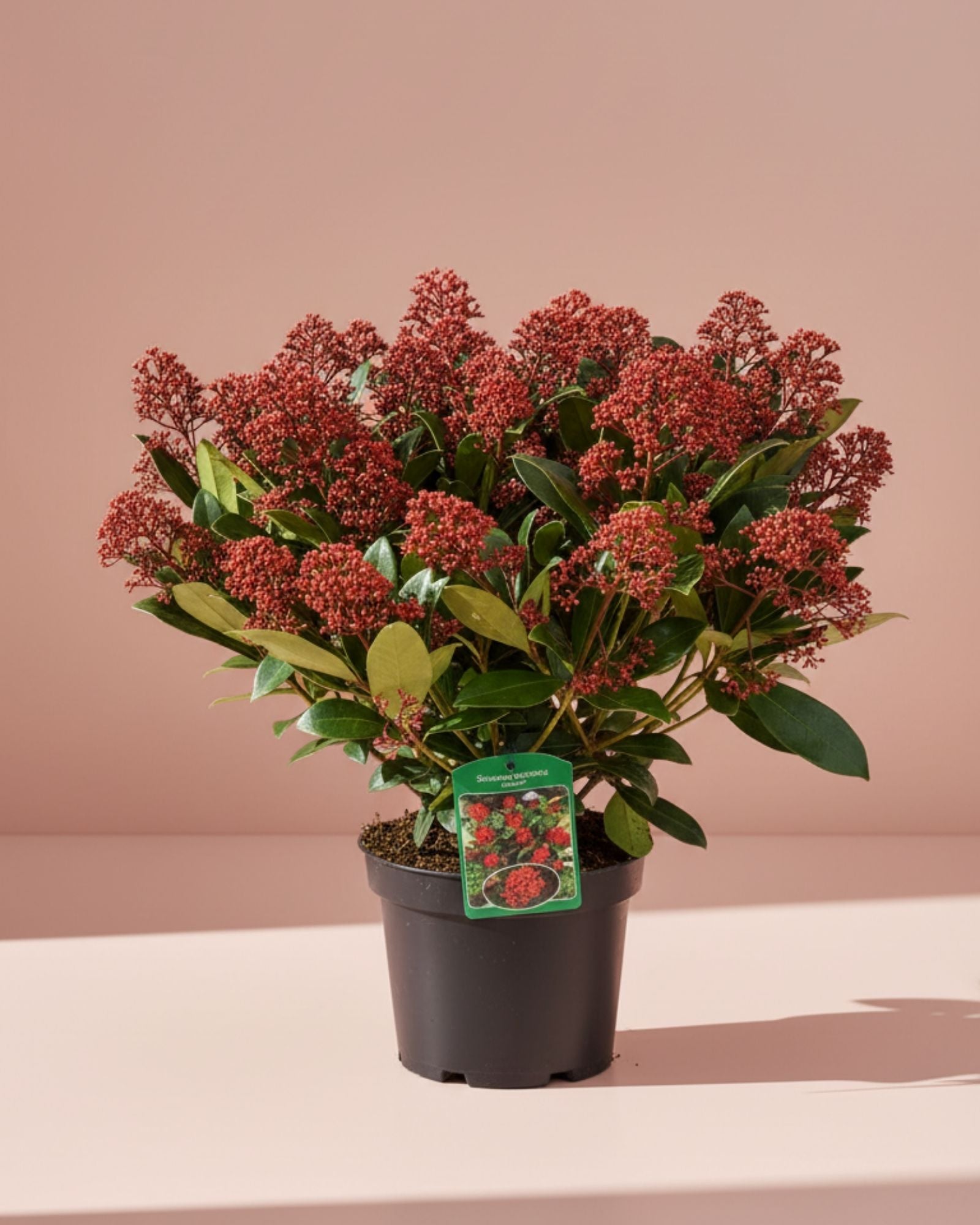Skimmia Rubella