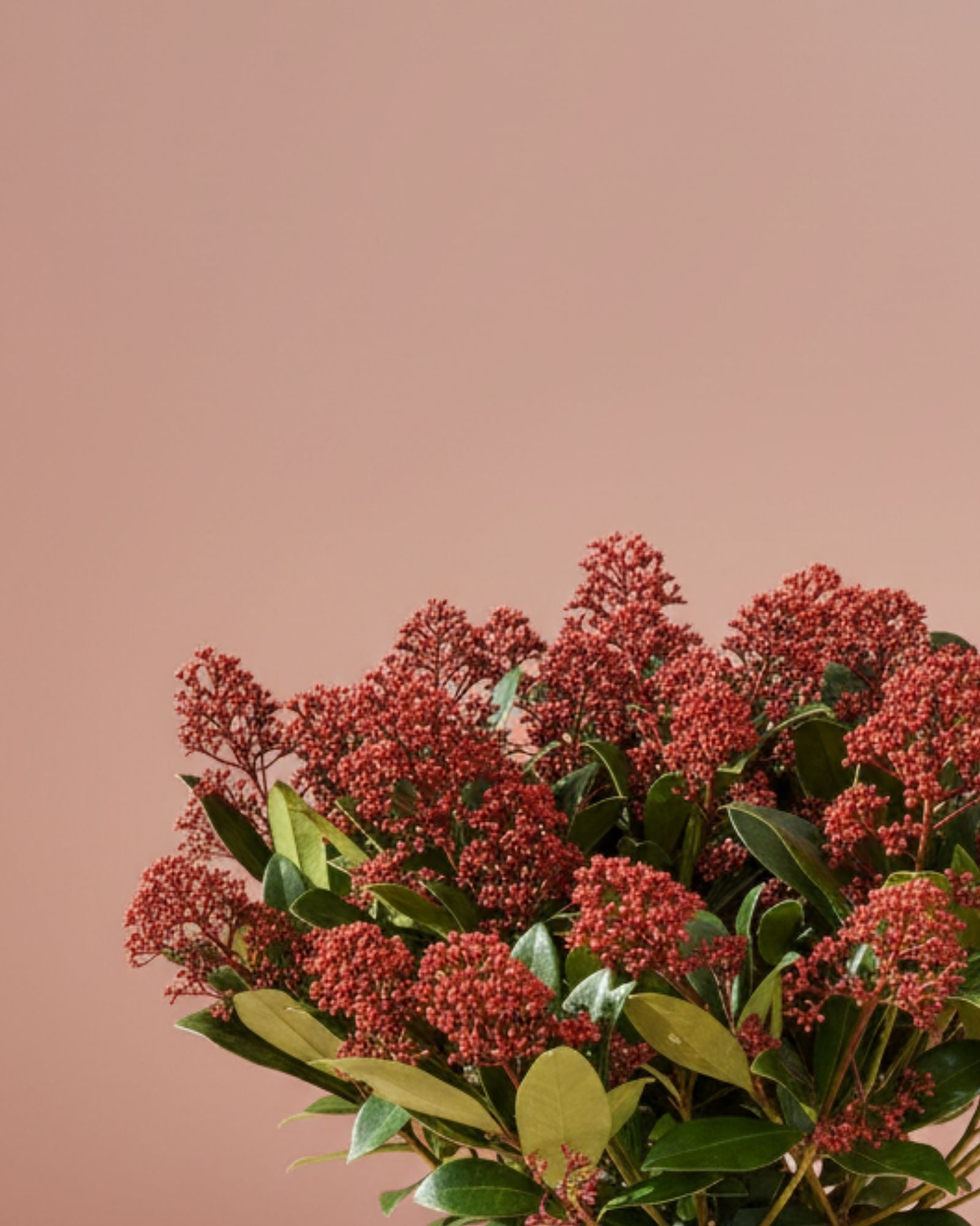 Skimmia Rubella