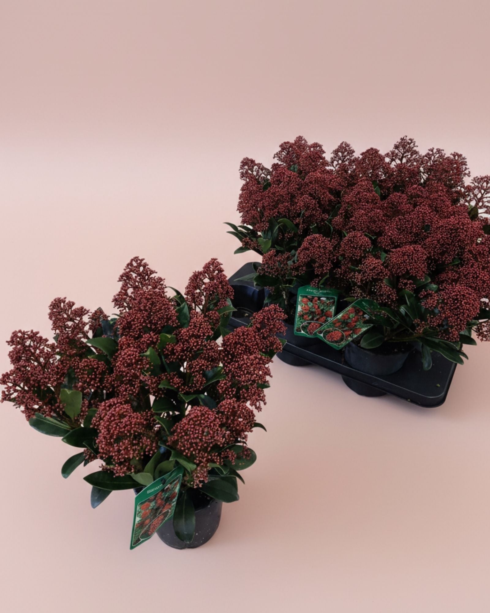 Skimmia Rubella