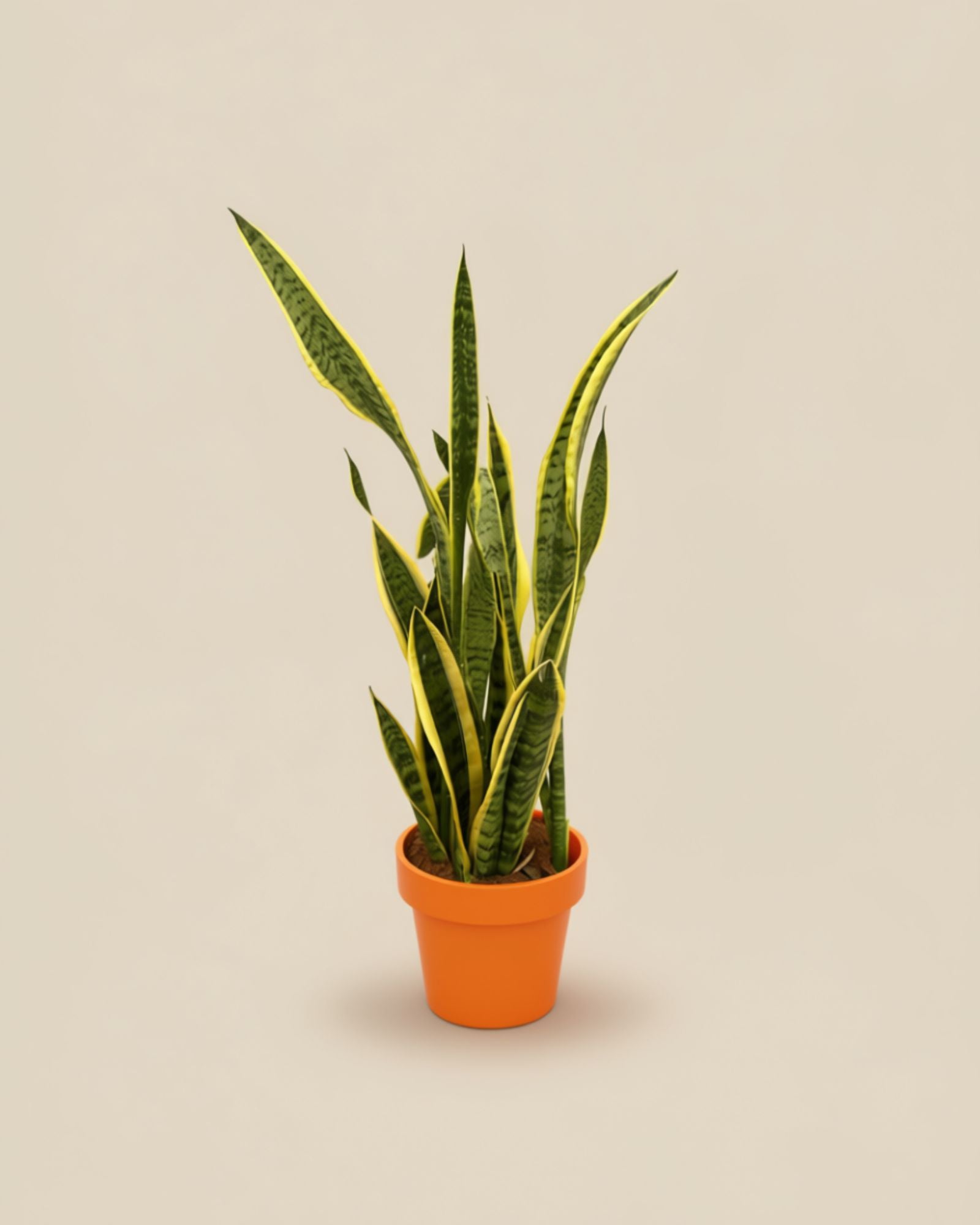 Snake Plant Sanseveria Laurentie