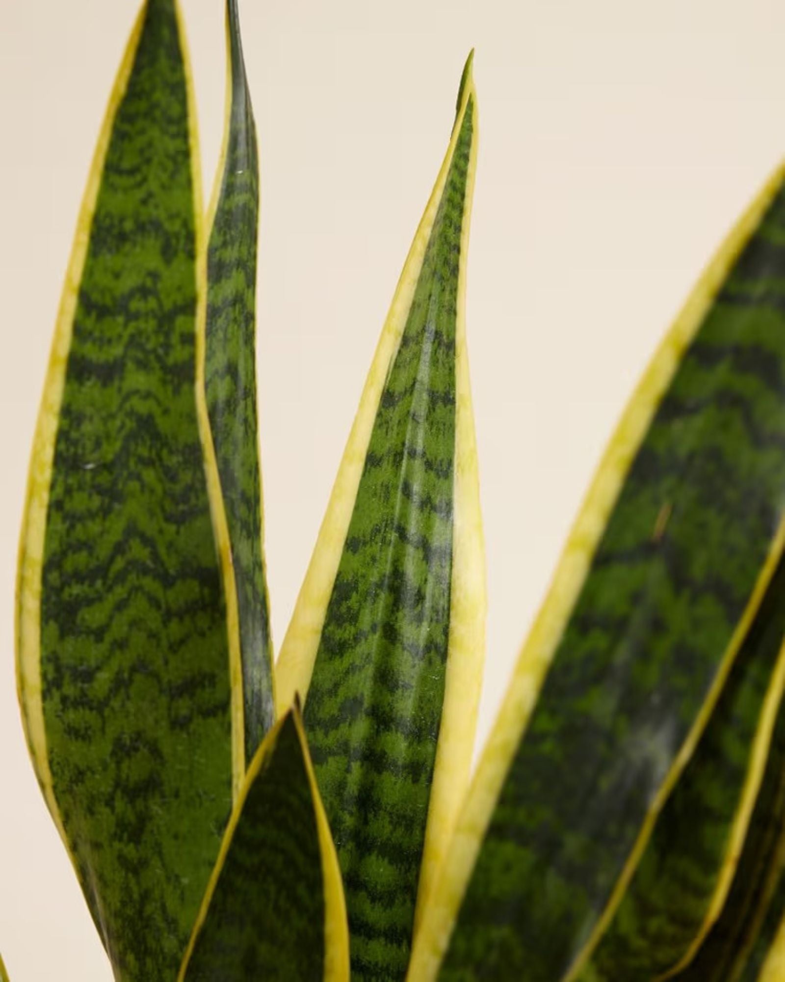 Snake Plant Sanseveria Laurentie