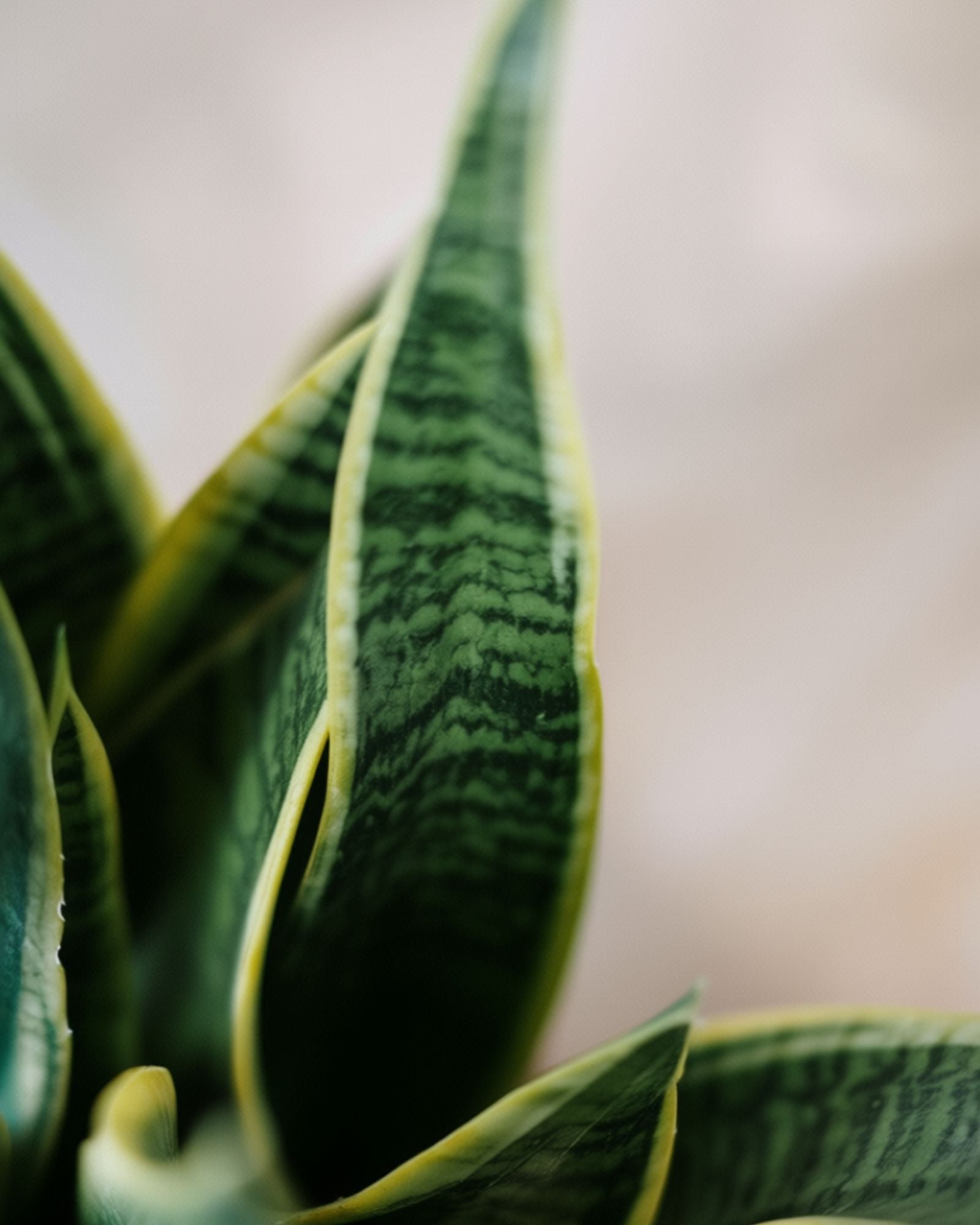 Snake Plant Sanseveria Laurentie