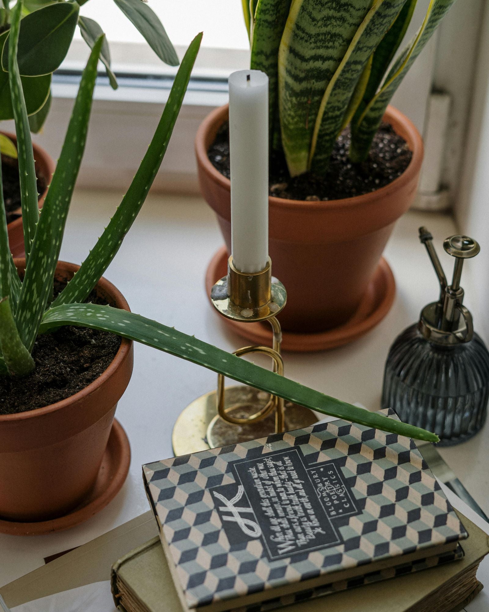 Snake Plant Sanseveria Laurentie