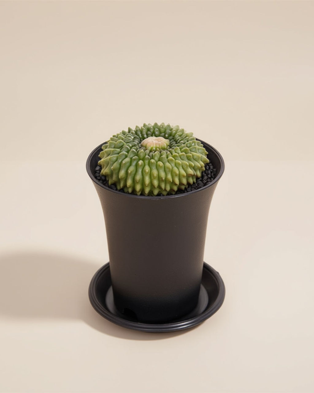 Spineless Island Cactus