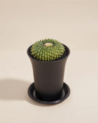 Spineless Island Cactus