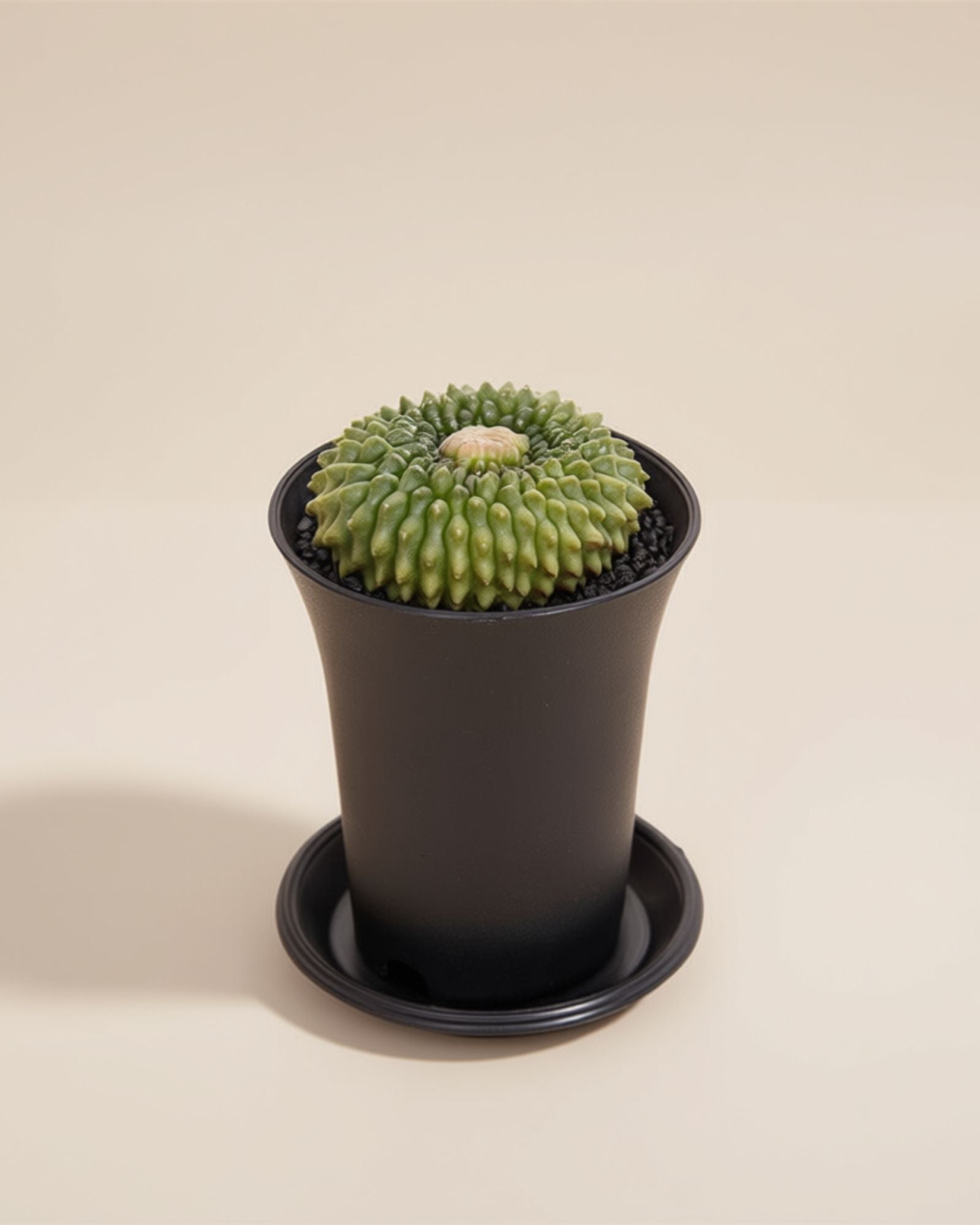 Spineless Island Cactus