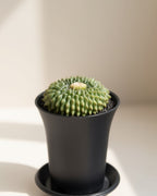 Spineless Island Cactus