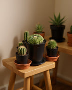 Spineless Island Cactus