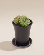 Spineless Mountain Twin Cactus