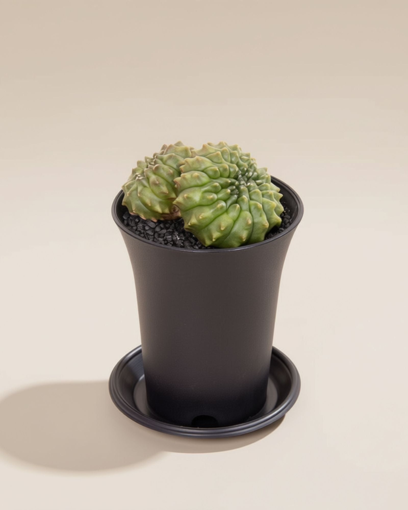 Spineless Mountain Twin Cactus