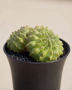 Spineless Mountain Twin Cactus