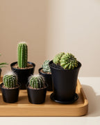 Spineless Mountain Twin Cactus