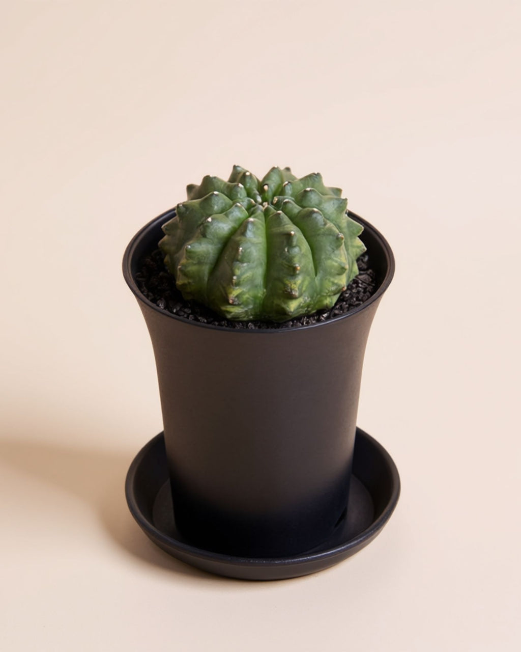 Spineless Round Cactus