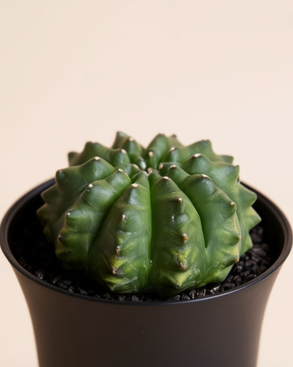Spineless Round Cactus