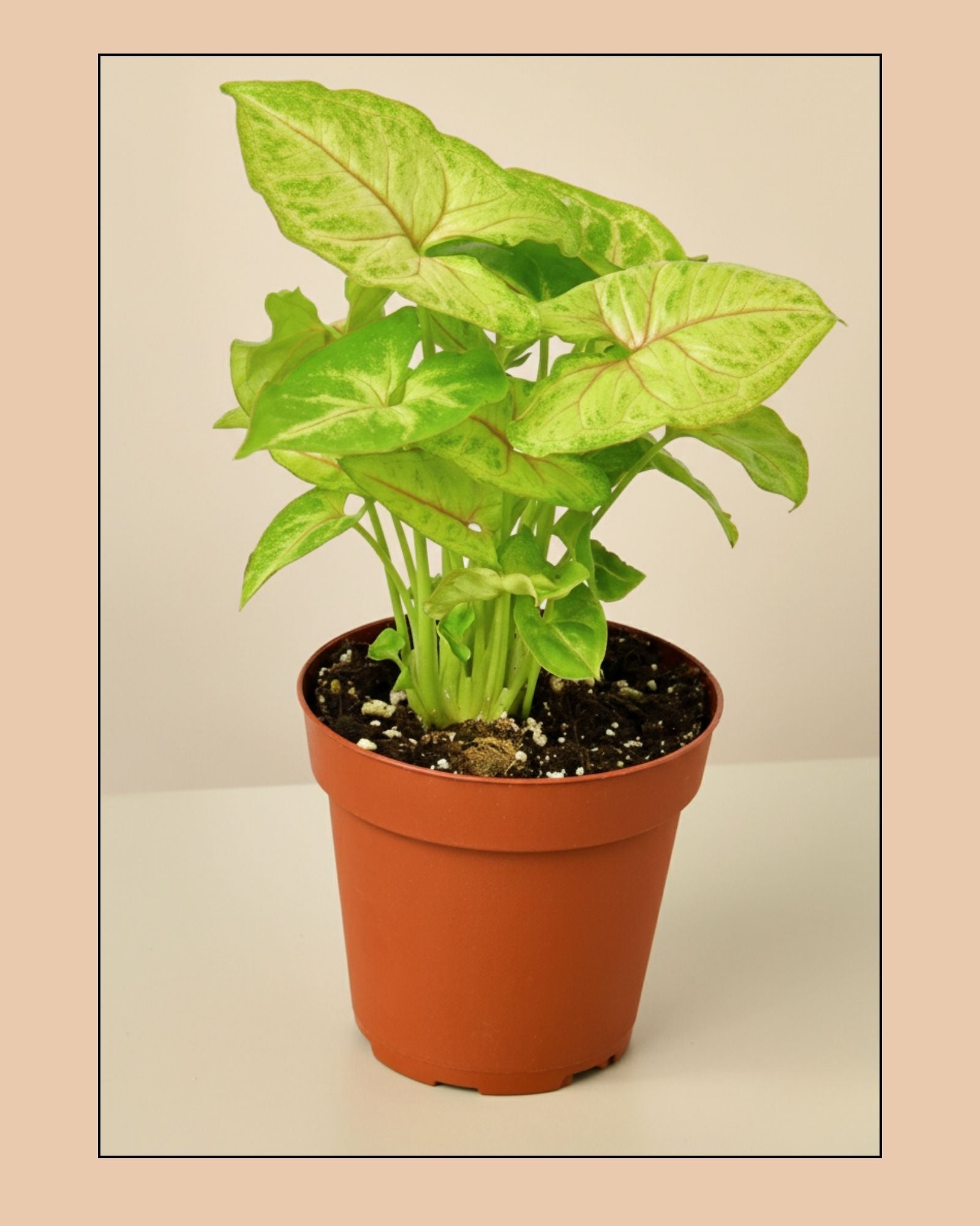 Syngonium Golden Allusion