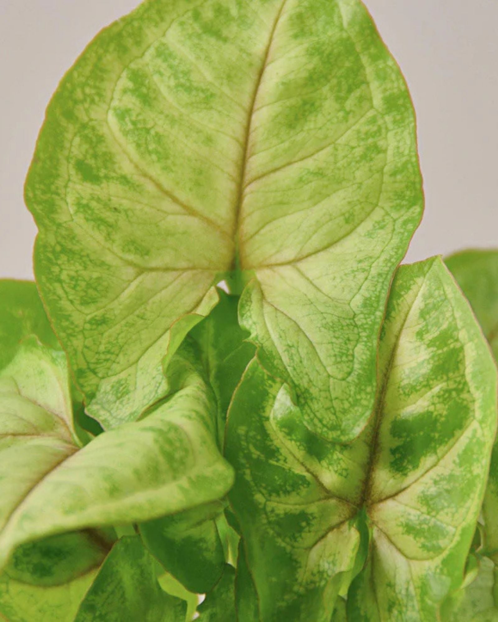 Syngonium Golden Allusion