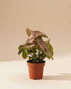 Syngonium Neon