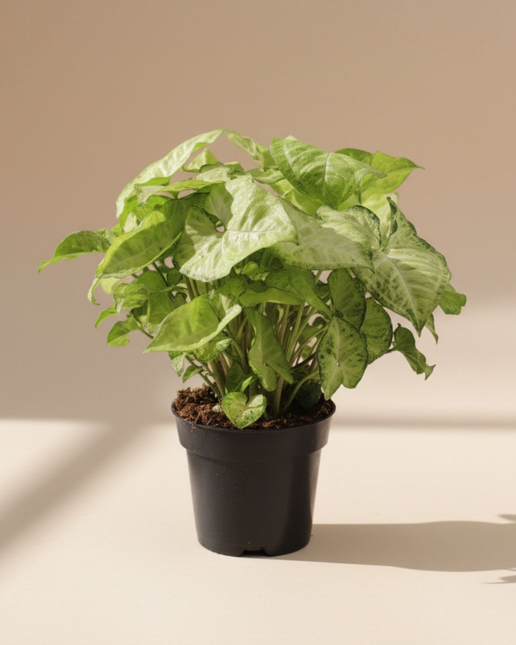 Syngonium White Butterfly