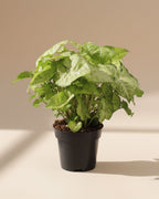 Syngonium White Butterfly