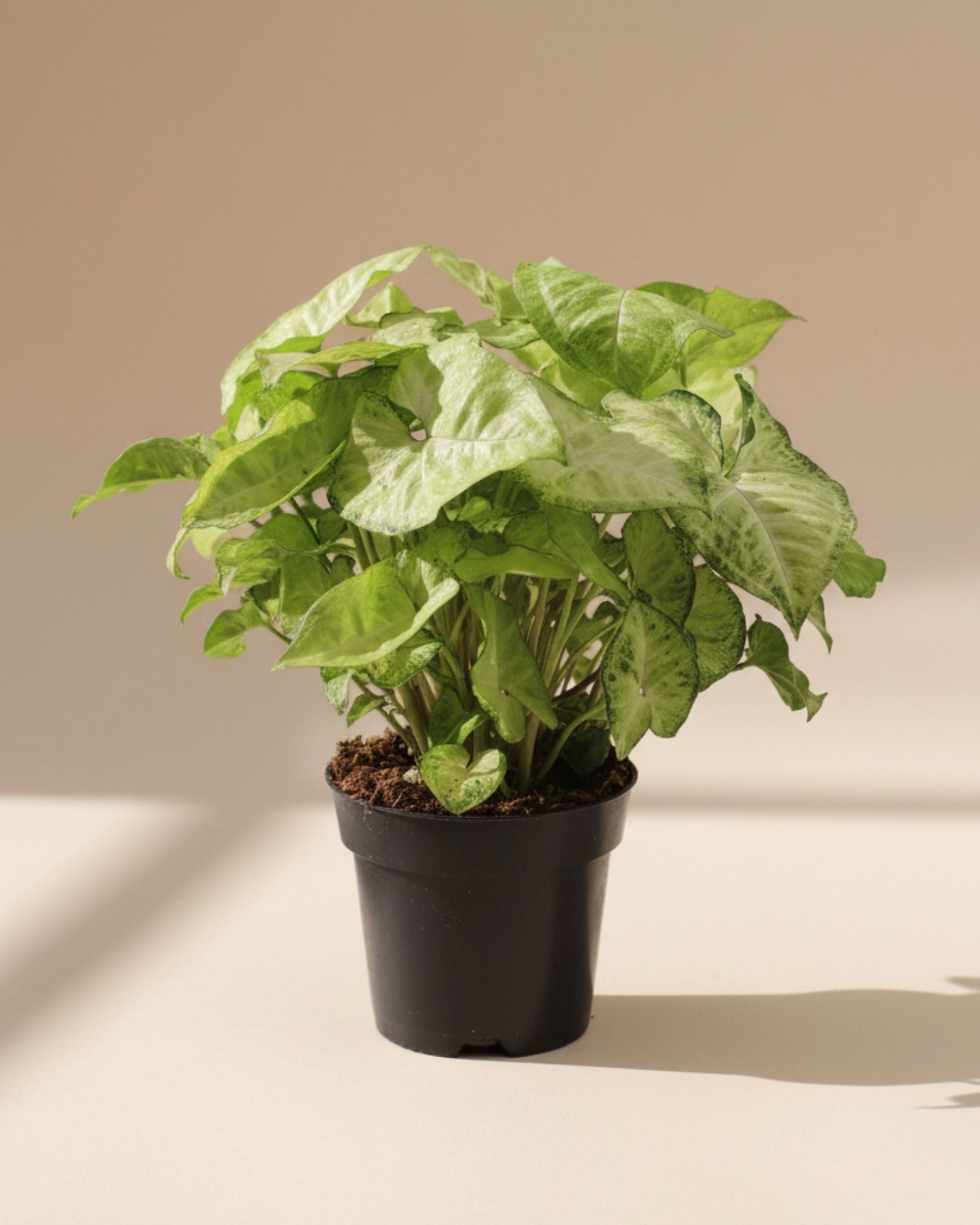 Syngonium White Butterfly