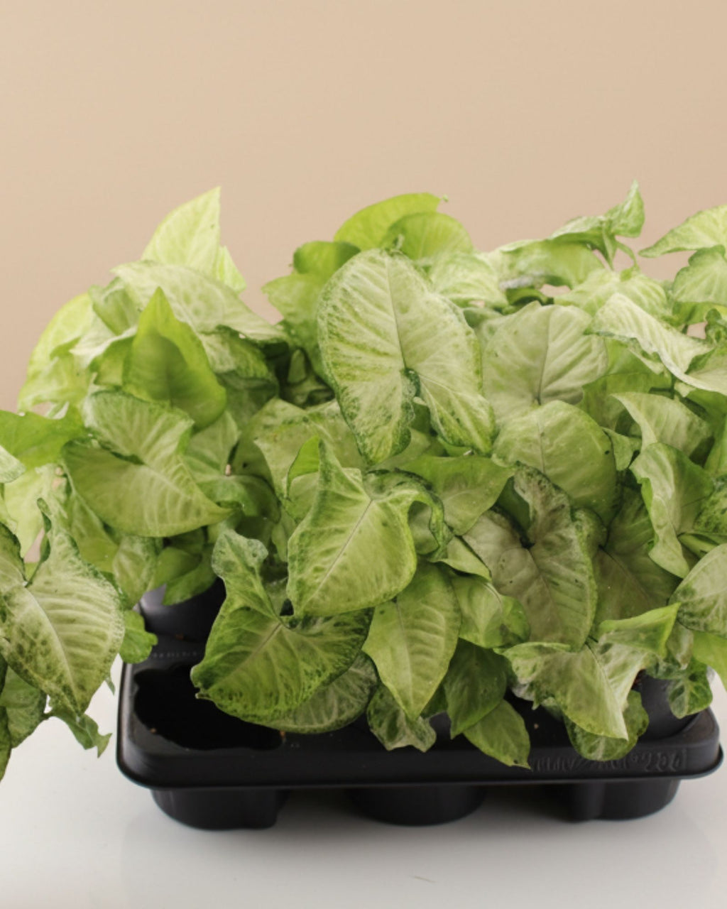 Syngonium White Butterfly