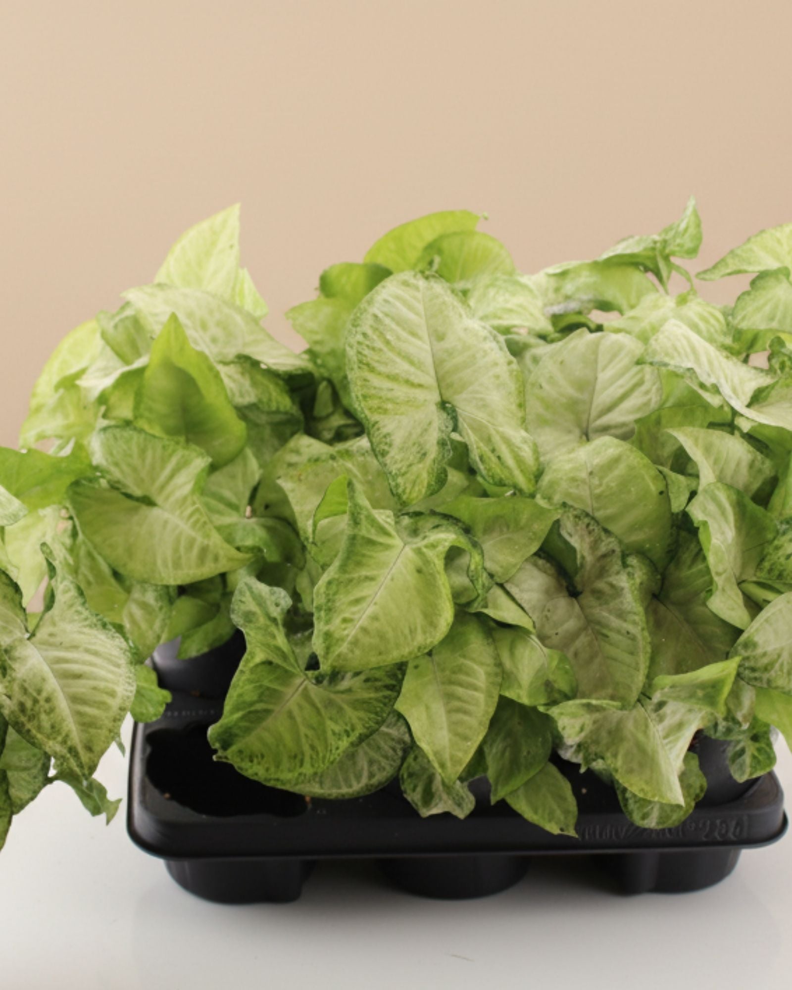 Syngonium White Butterfly