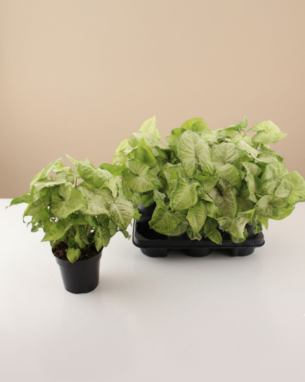 Syngonium White Butterfly