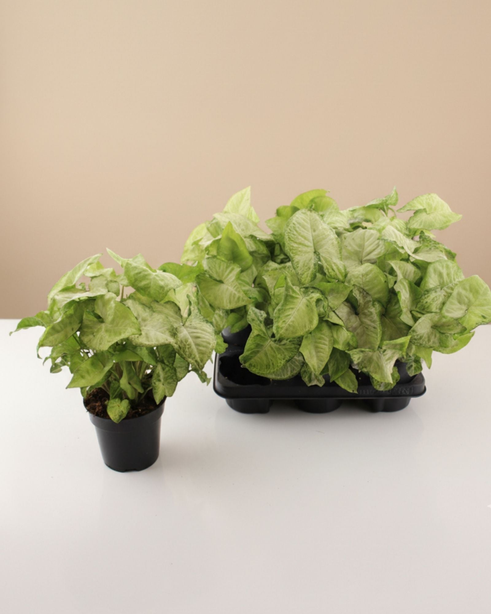 Syngonium White Butterfly