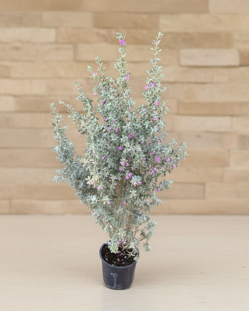 Leucophyllum Pink Bloom Large