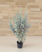 Leucophyllum Pink Bloom Large