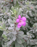 Leucophyllum Pink Bloom Large