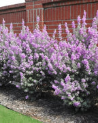 Leucophyllum Pink Bloom Large