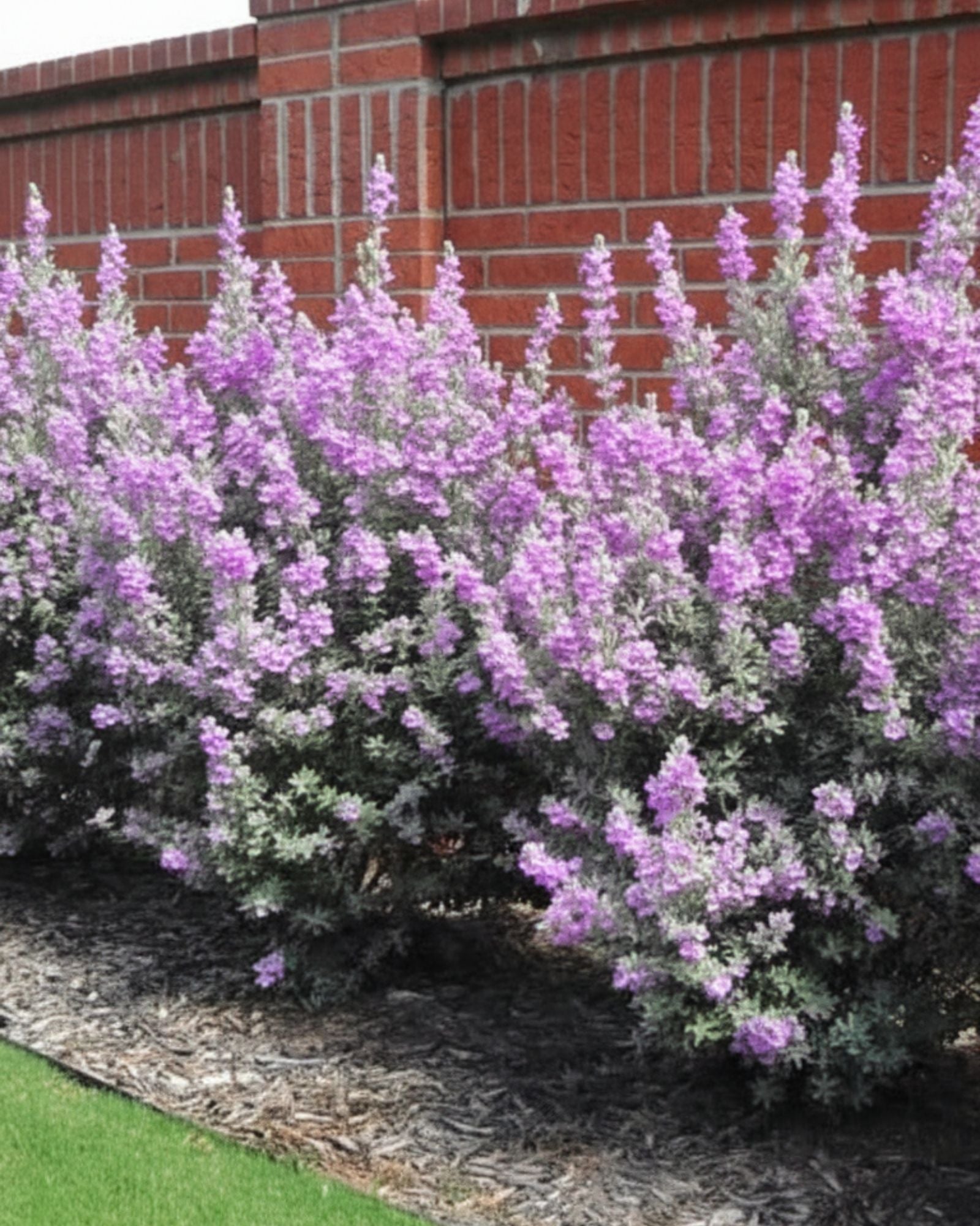 Leucophyllum Pink Bloom Large