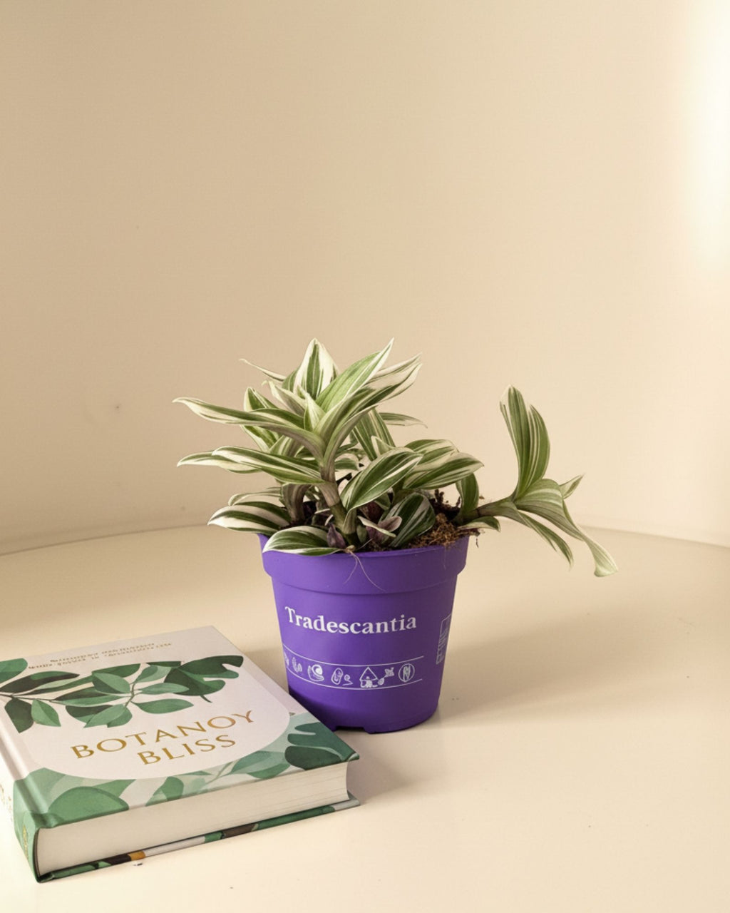 Tradescantia Brightness