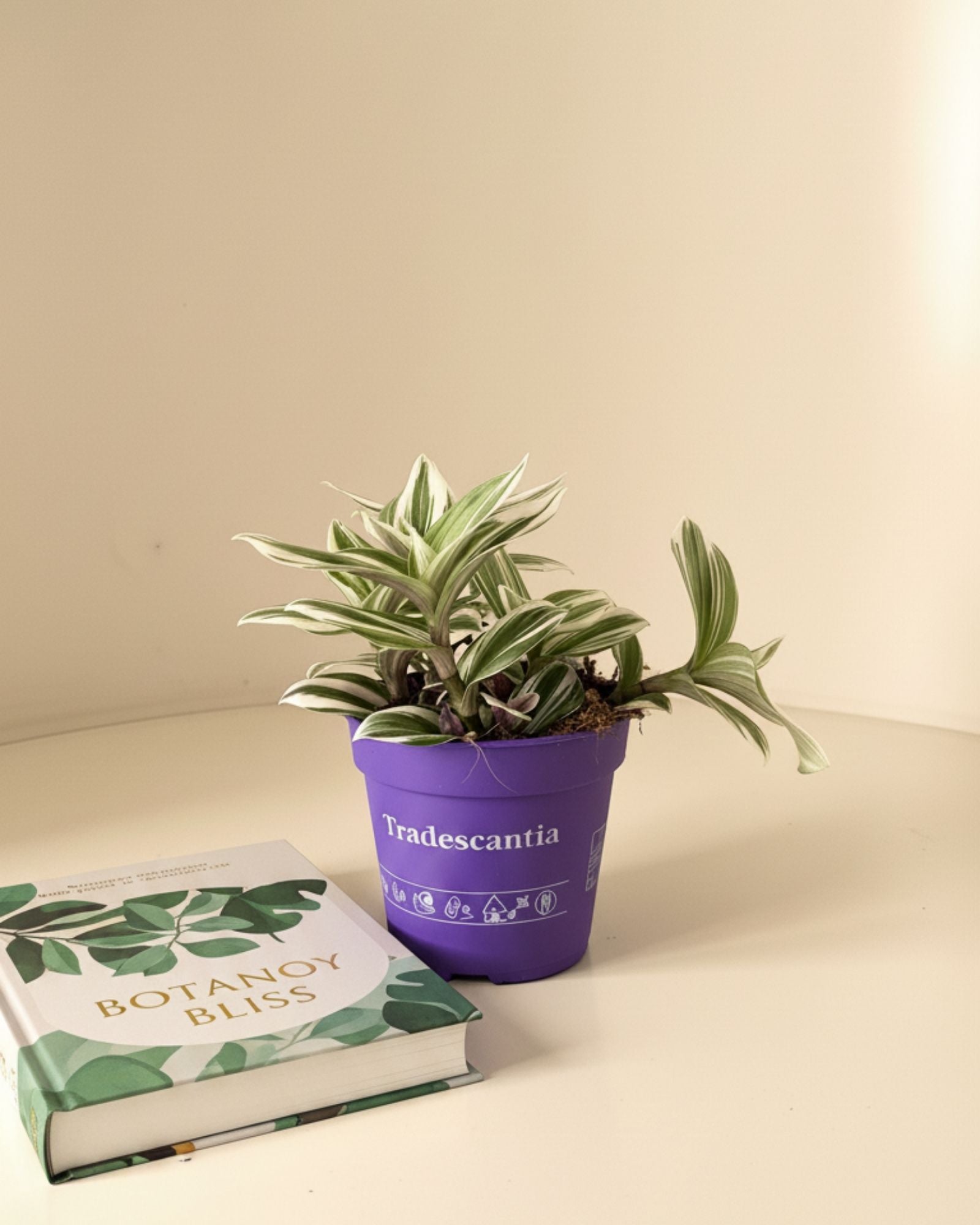 Tradescantia Brightness